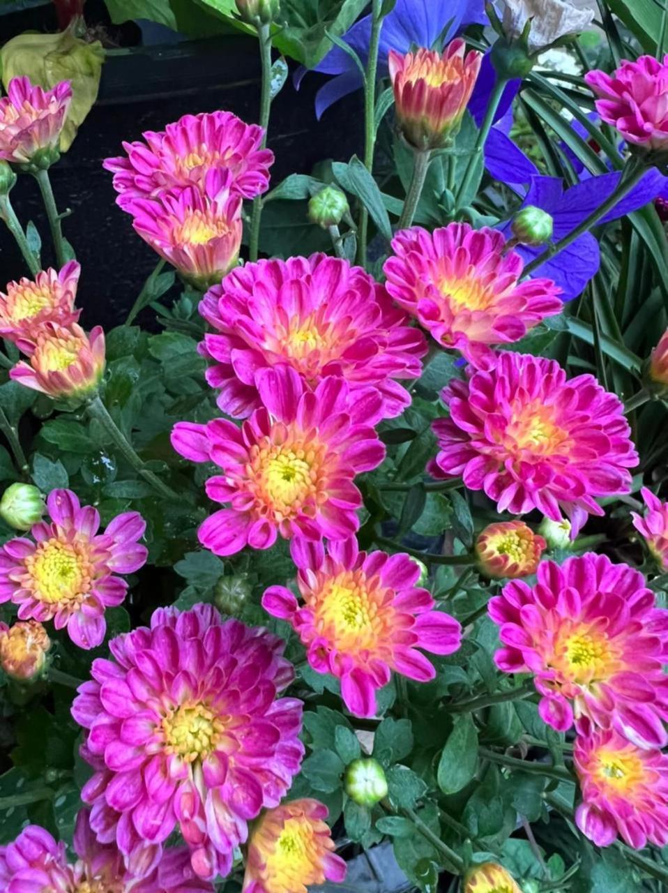 Ella Flower Garden Resort Kültér fotó