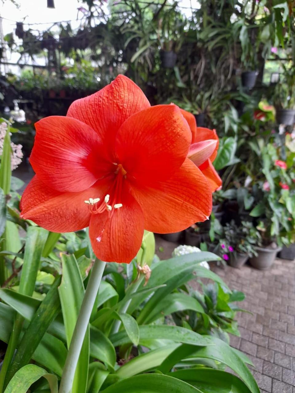 Ella Flower Garden Resort Kültér fotó